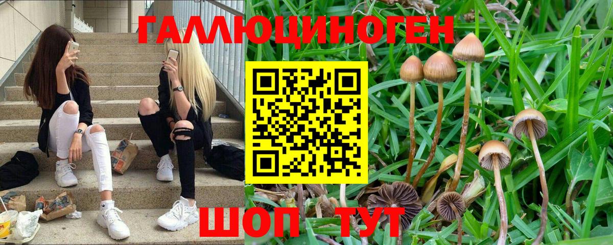 Псилоцибиновые грибы GOLDEN TEACHER  как найти закладки  Краснокаменск  Вход с VPN 